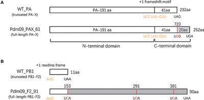 Effects of the PA-X and PB1-F2 Proteins on the Virulence of the 2009 Pandemic H1N1 Influenza A Virus in Mice